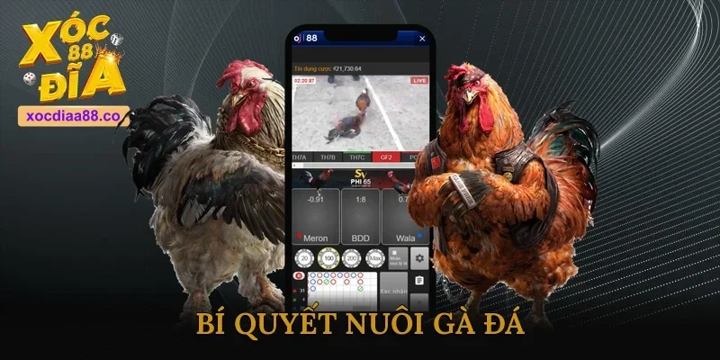 Bí Quyết Nuôi Gà Đá Sung Mãn – Sẵn Sàng Lâm Trận Bất Kỳ Lúc Nào